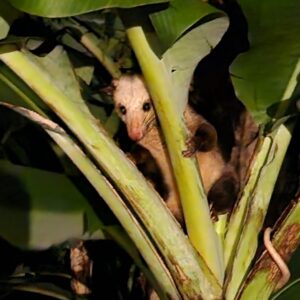 Manicou in Banana Tree